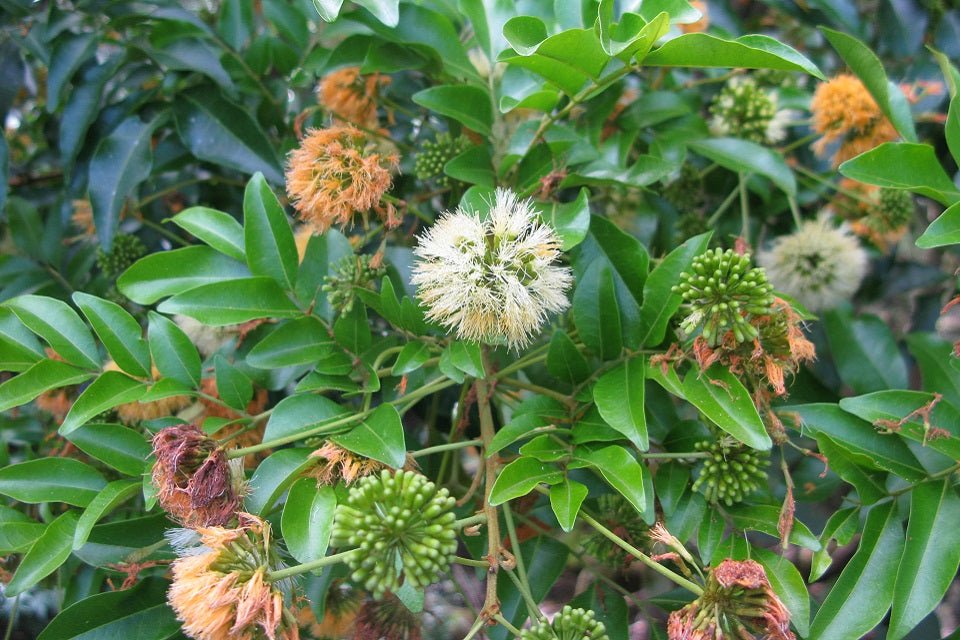 Snow Wood (Pararchidendron pruinosum) - Ladybird Nursery