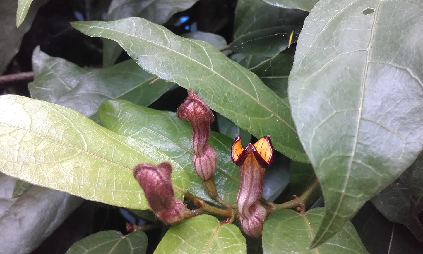 Richmond Birdwing Vine (Pararistolochia praevenosa)
