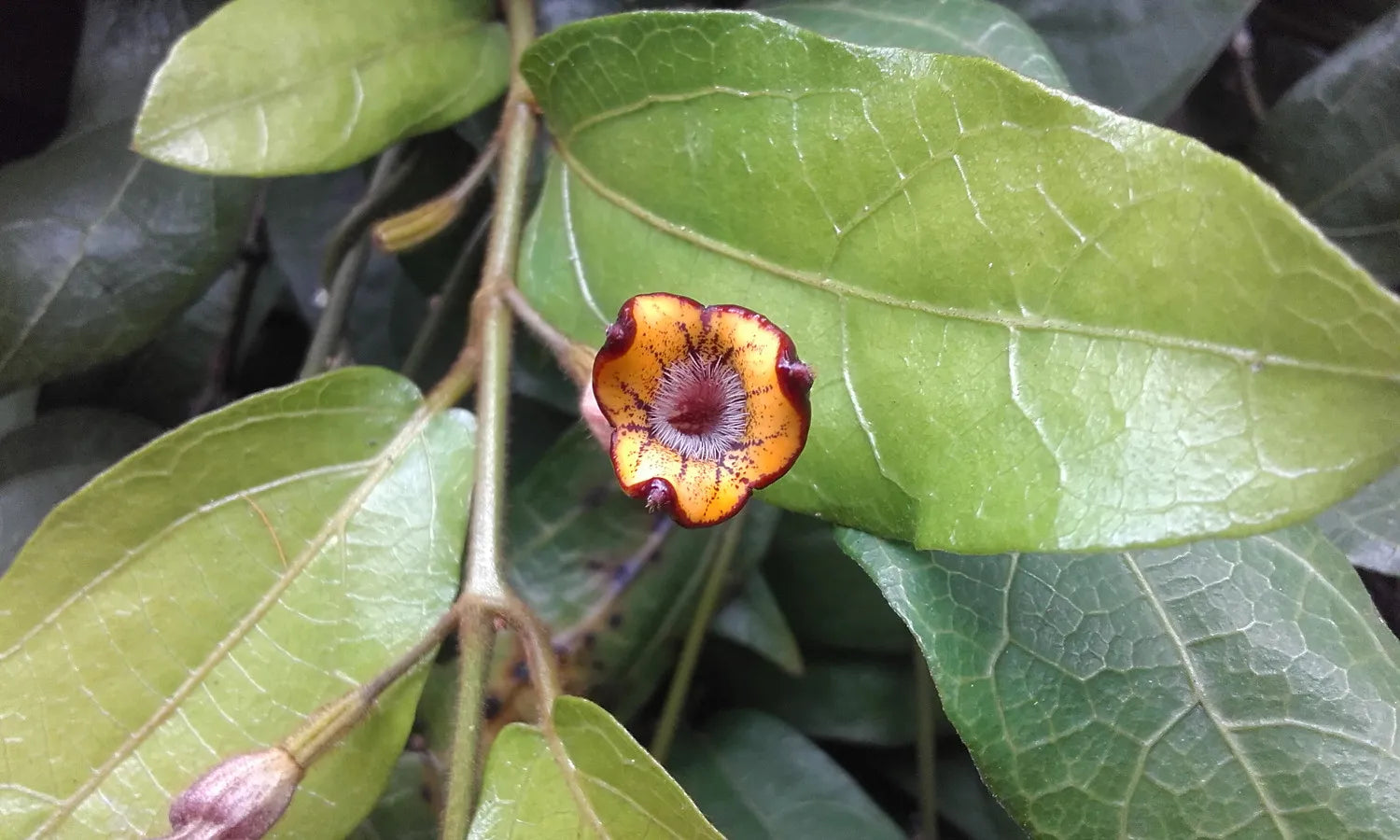 Richmond Birdwing Vine (Pararistolochia praevenosa)