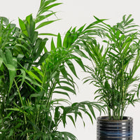 Parlour Palm (Chamaedorea atrovirens)