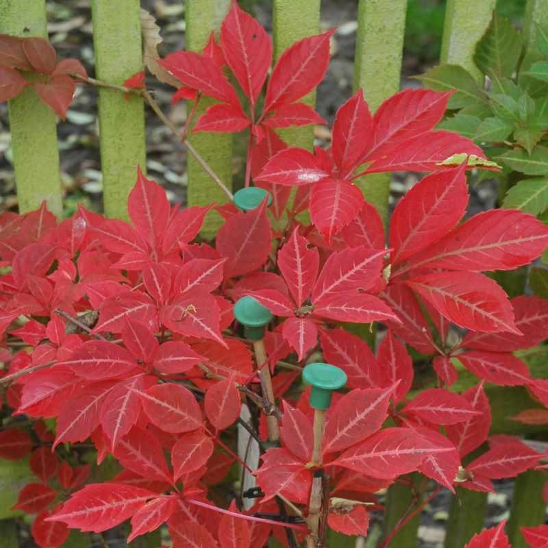 Chinese Virginia Creeper (Parthenocissus henryana)