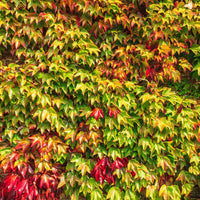 Boston Ivy (Parthenocissus tricuspidata) - Ladybird Nursery