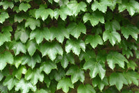 Virginia Creeper (Parthenocissus quinquefolia)