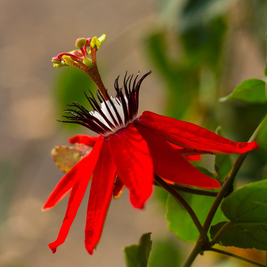 Red Passionflower (Passiflora coccinea)