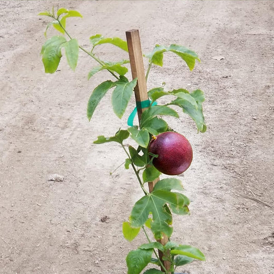 Passionfruit Nellie Kelly