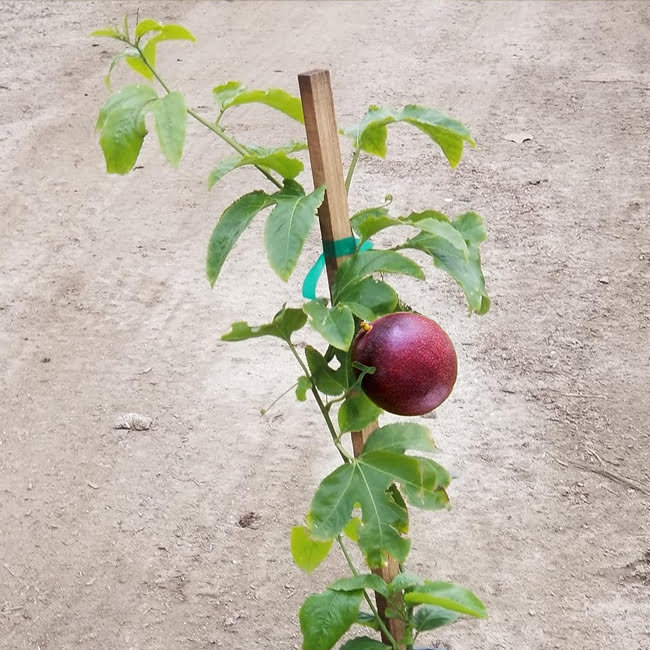 Passionfruit Nellie Kelly Fruit Tree – Buy Now! – Ladybird Nursery