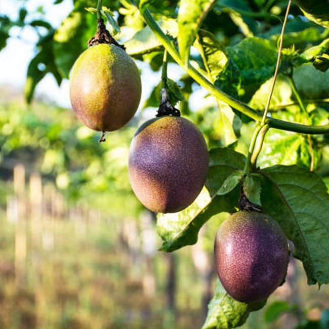 Passionfruit Nellie Kelly - Ladybird Nursery