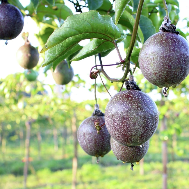 Passionfruit Black Magic (Grafted)