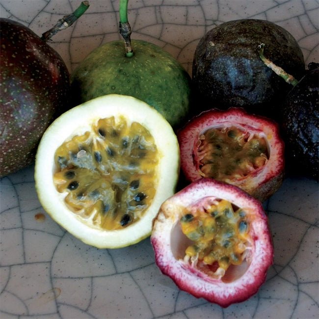 Passionfruit Black Magic (Grafted) - Ladybird Nursery