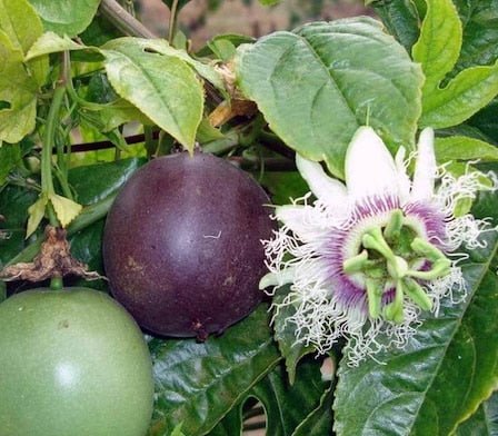 Passionfruit 'Norfolk Black' - Ladybird Nursery
