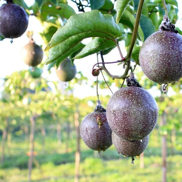 Passionfruit 'Norfolk Black' - Ladybird Nursery
