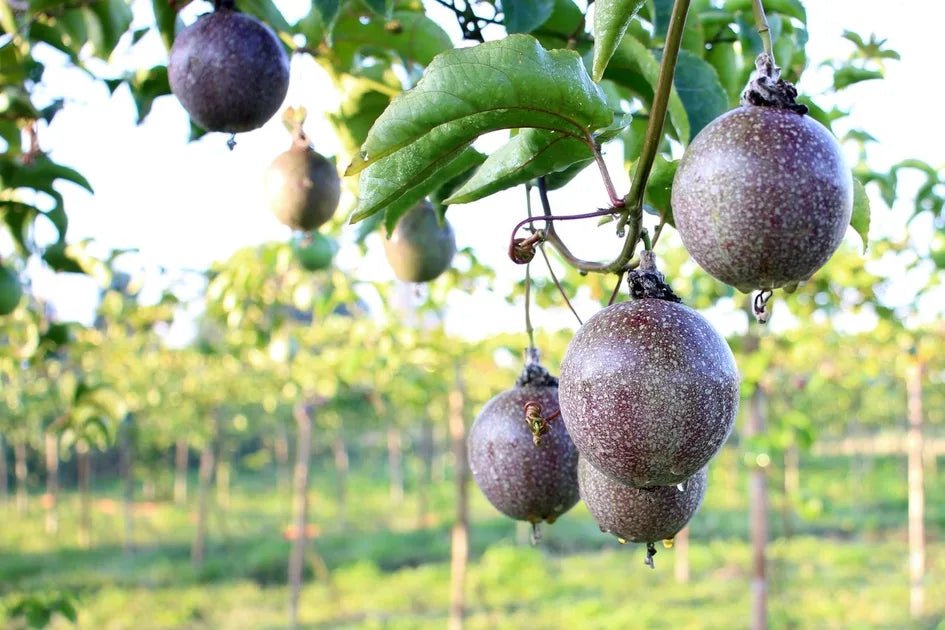 Passionfruit 'Norfolk Black' - Ladybird Nursery