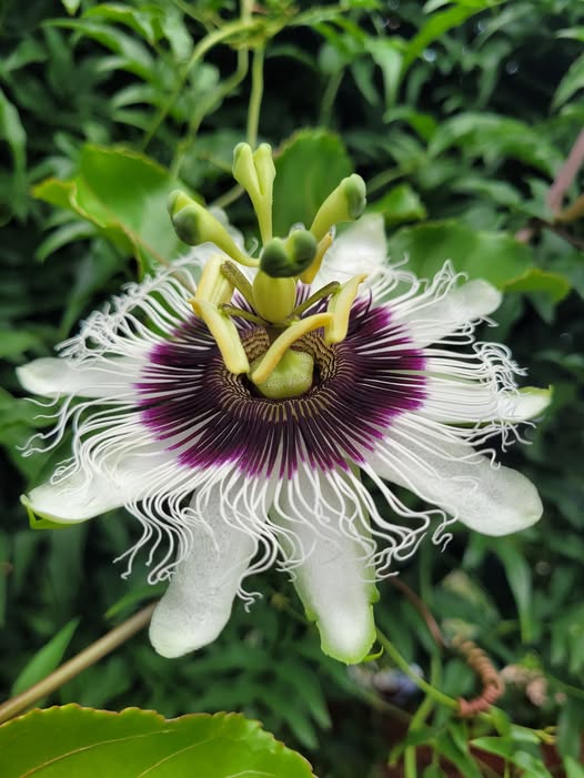 Passionfruit 'Norfolk Black' - Ladybird Nursery
