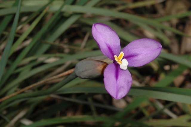 Purple Flag (Patersonia occidentalis) - Ladybird Nursery