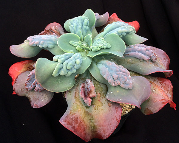 Hens and Chicks Bunyan (Echeveria Paul)