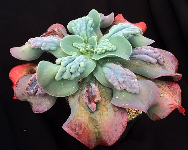 Hens and Chicks Bunyan (Echeveria Paul) - Ladybird Nursery