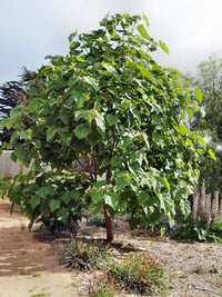 Sapphire Dragon Tree (Paulownia kawakamii)