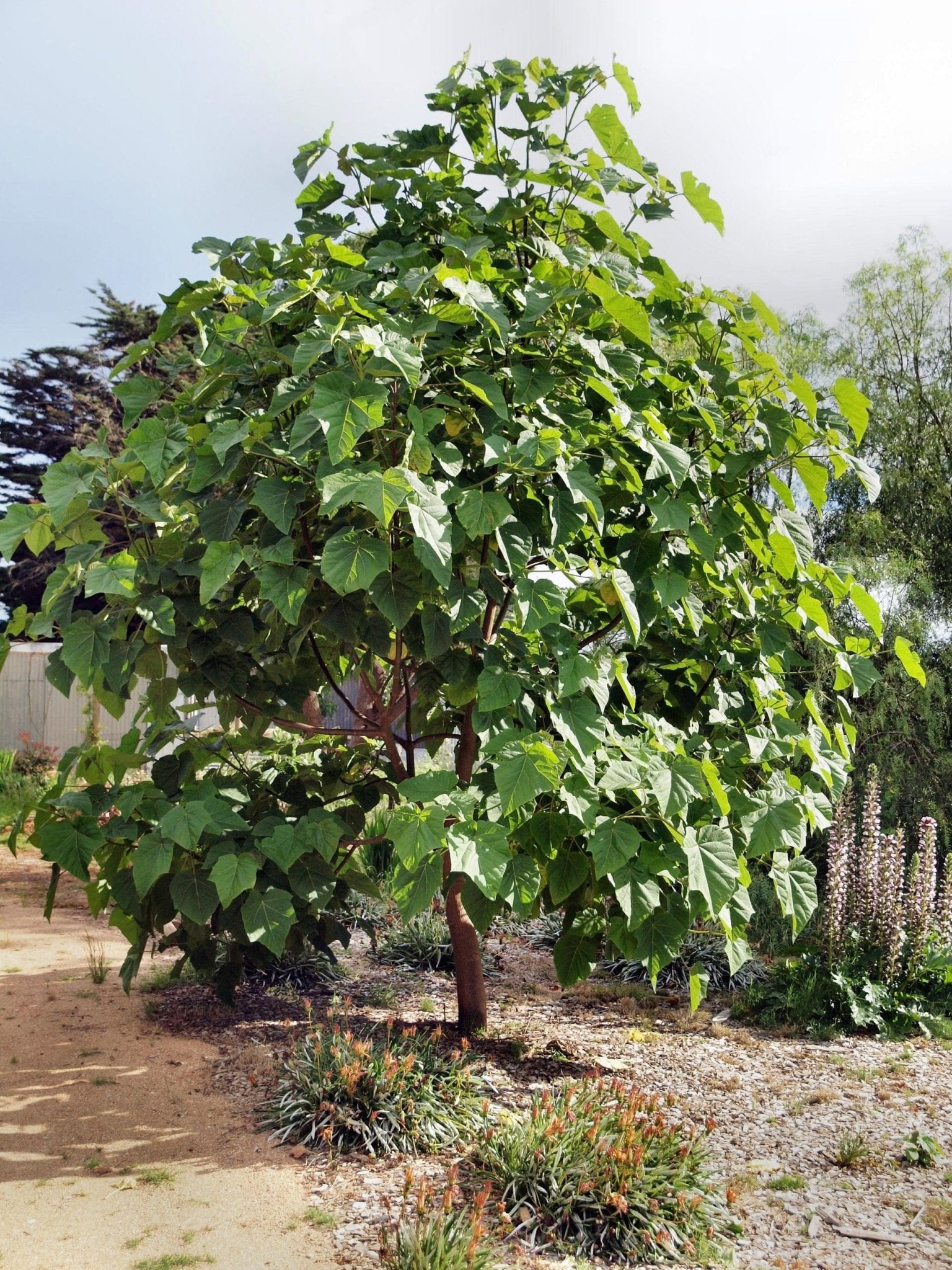 Sapphire Dragon Tree (Paulownia kawakamii) - Ladybird Nursery