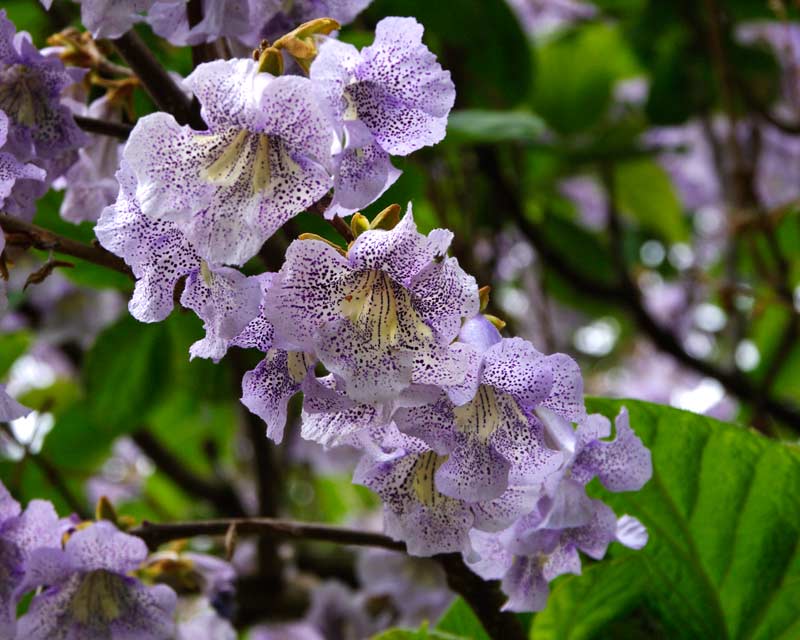 Sapphire Dragon Tree (Paulownia kawakamii)