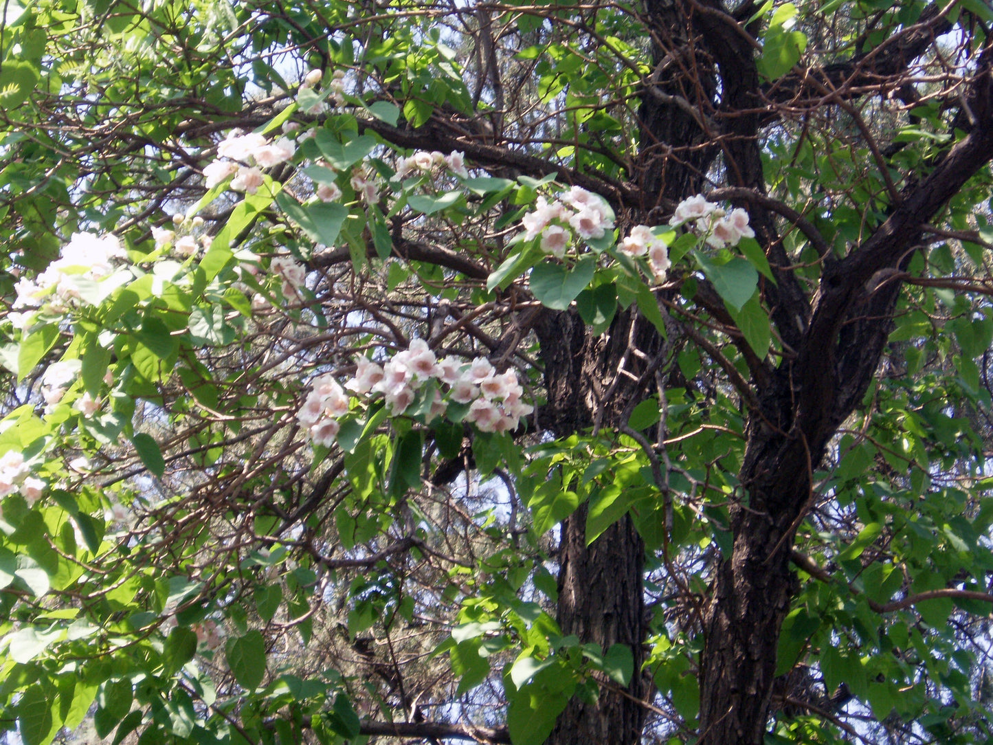 Dragon Tree (Paulownia fortunei)