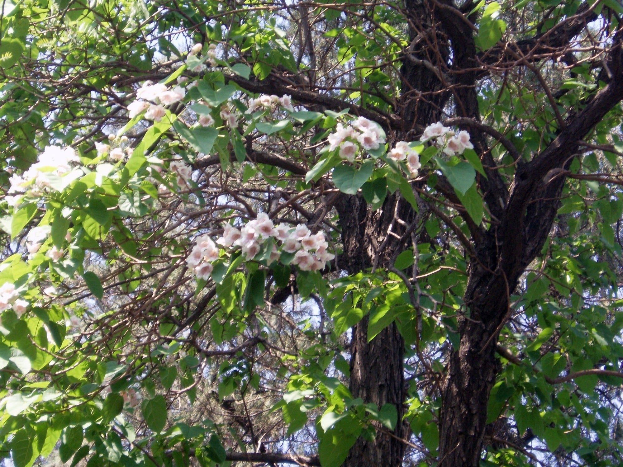 Dragon Tree (Paulownia fortunei) - Ladybird Nursery