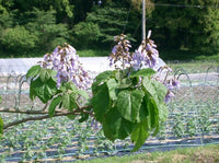 Royal Paulownia (Paulownia tomentosa) - Ladybird Nursery