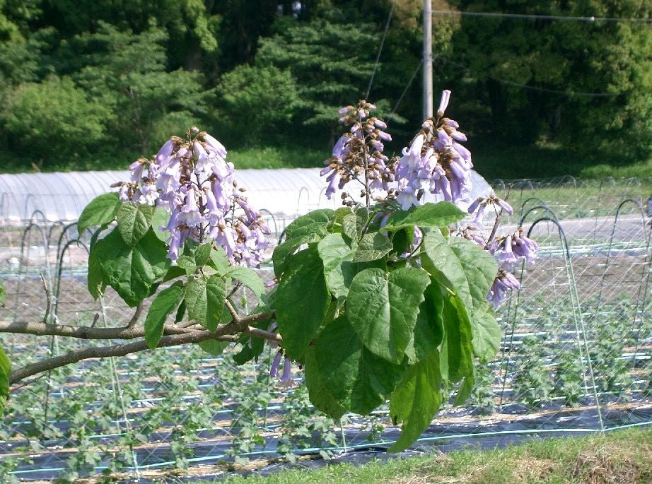Royal Paulownia (Paulownia tomentosa) - Ladybird Nursery