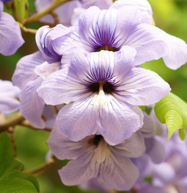 Dragon Tree (Paulownia fortunei)