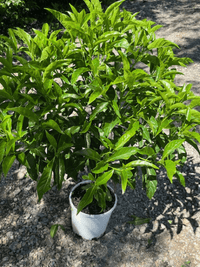 Native Butterfly Bush (Pavetta australiensis) - Ladybird Nursery