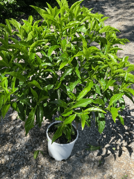 Native Butterfly Bush (Pavetta australiensis) - Ladybird Nursery