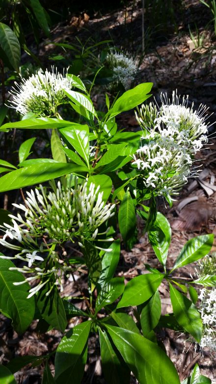 Small-leaved Pavetta (Pavetta australiensis)
