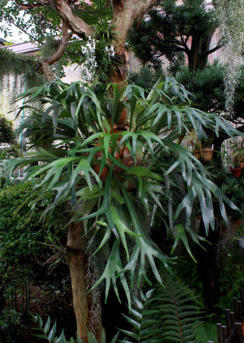 Elkhorn Fern (Platycerium bifurcatum)