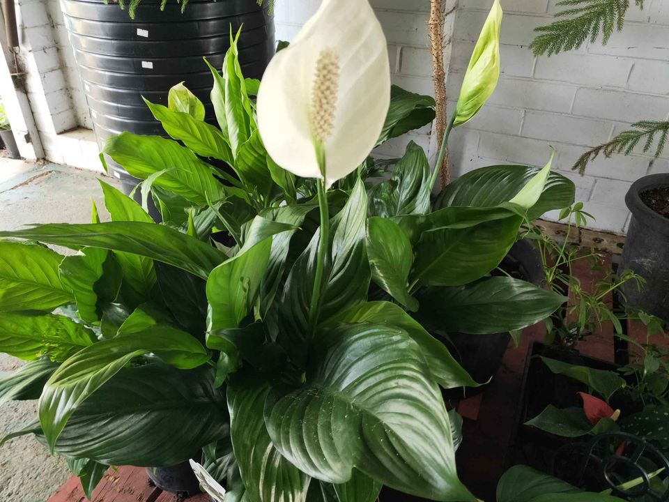 Peace Lily Large Leaf type