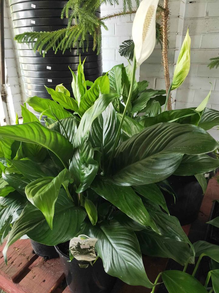Peace Lily Large Leaf type