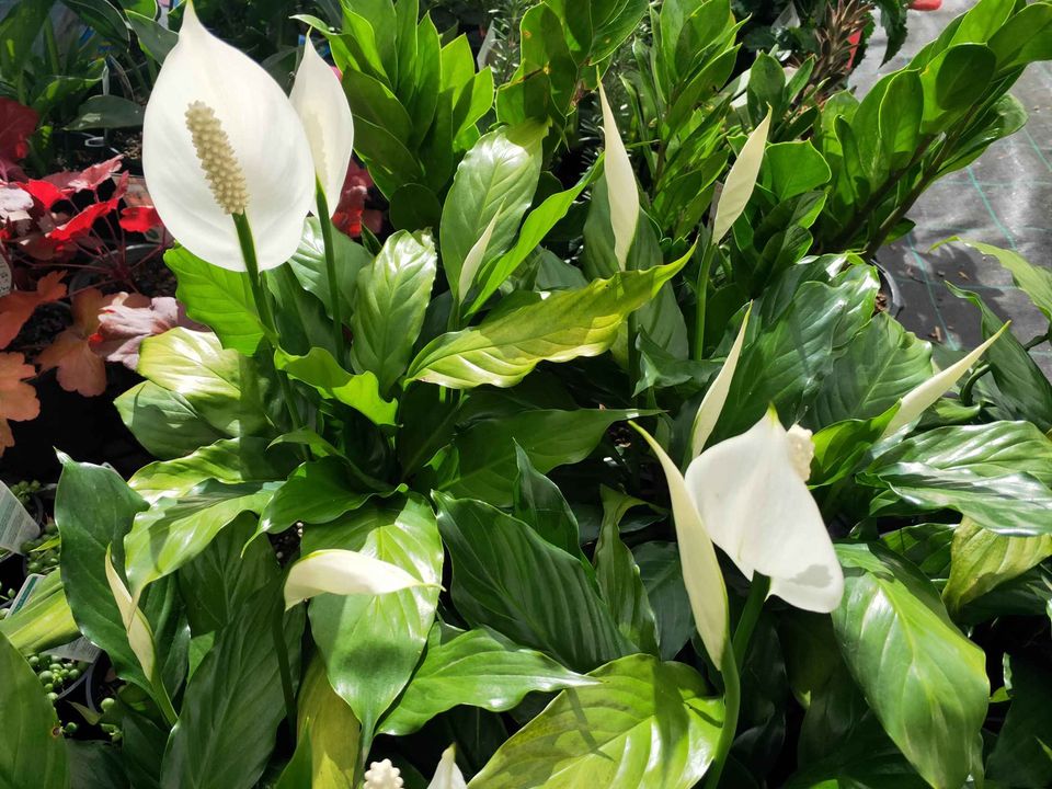 Peace Lily flowering now - Ladybird Nursery