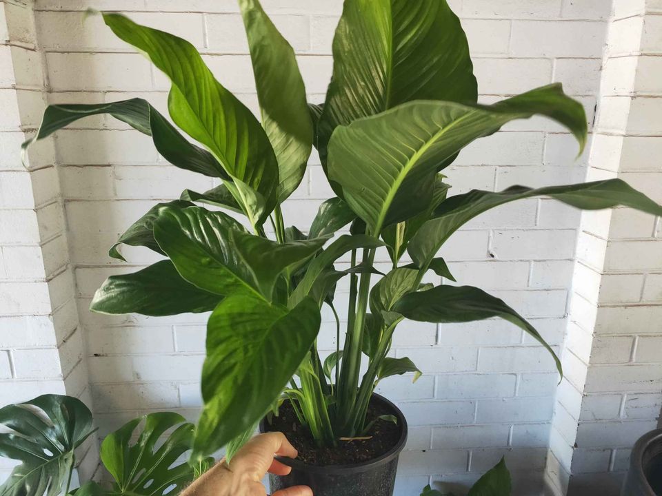 Peace Lily Dazzle (Spathyphyllum) - Ladybird Nursery