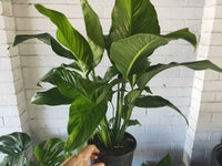 Peace Lily (Spathyphyllum)