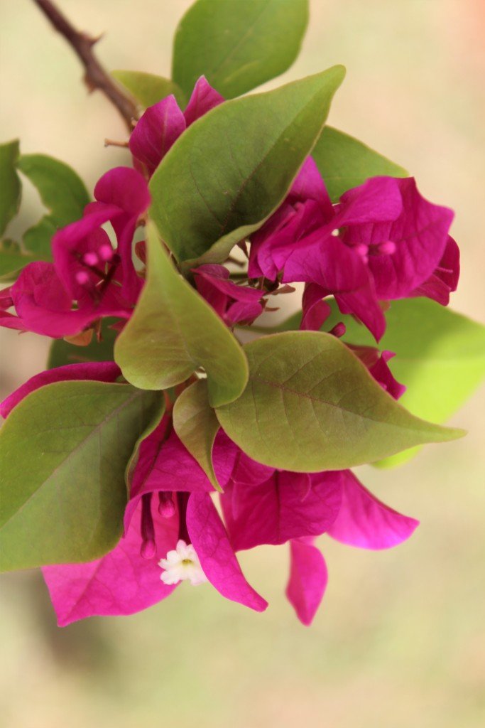 Bougainvillea Mrs Butt (Bougainvillea glabra) - Ladybird Nursery