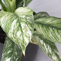 Variegated Peace Lily 'Sensation' - Advanced (PICKUP ONLY) - Ladybird Nursery