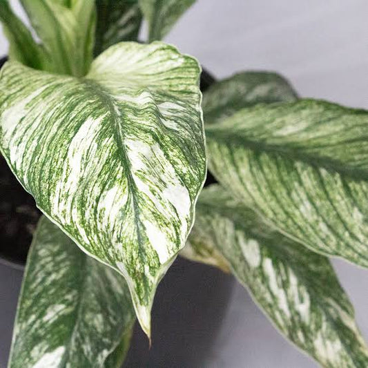 Variegated Peace Lily 'Sensation' - Advanced (PICKUP ONLY) - Ladybird Nursery