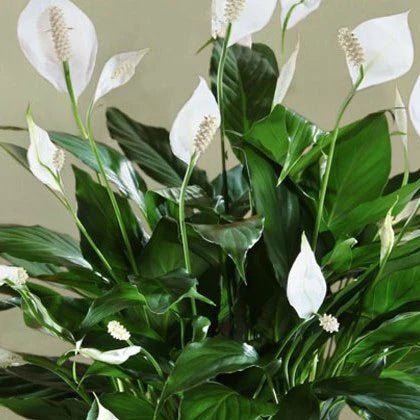 Peace Lily 'Sweet Chico' (Spathiphyllum) - Ladybird Nursery
