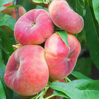 Peach Angel UFO Flat