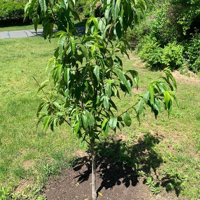 Dwarf Peach Angel Flat
