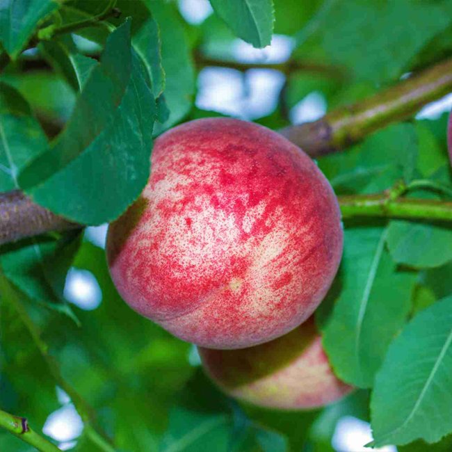 Peach Anzac - Ladybird Nursery