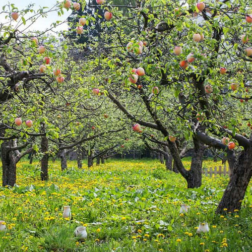 Peach Aztec Gold - Ladybird Nursery