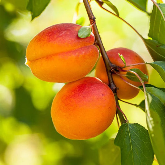 Peach Aztec Gold - Ladybird Nursery