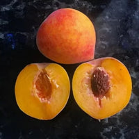 Peach Flordagold - Ladybird Nursery