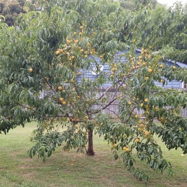 Peach 'Flordaprince' 300mm (PICKUP ONLY) - Ladybird Nursery