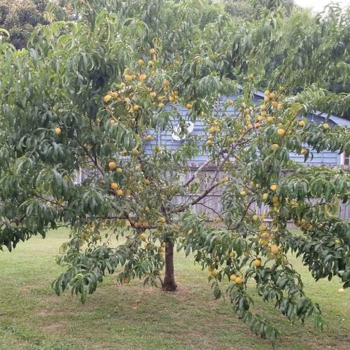 Peach 'Flordaprince' 300mm (PICKUP ONLY) - Ladybird Nursery