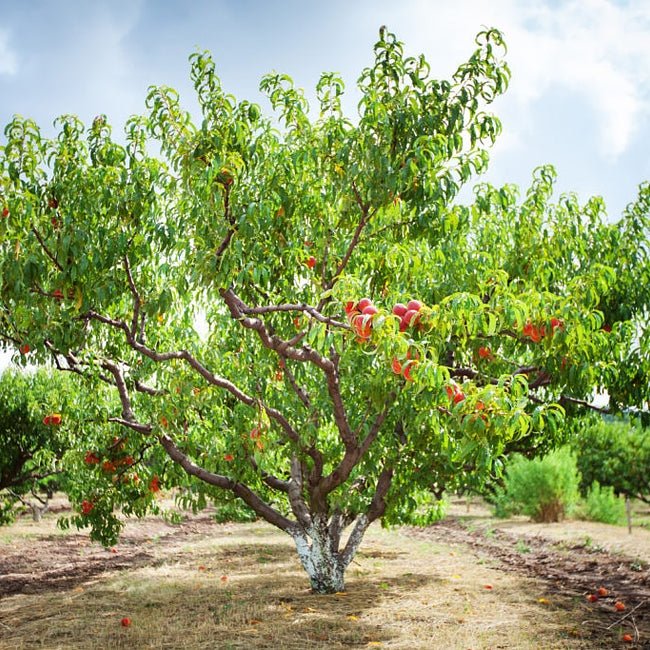 Peach Ruby Sensation - Ladybird Nursery